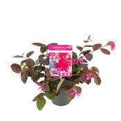 Loropetalum chinense 'Fire Dance' (Chinese Fringe Flower) 1.5 Litre Pot image