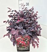 Loropetalum chinense 'Pipa's Red' (Chinese Fringe Flower) 10 Litre Pot image