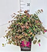 Loropetalum chinense 'Daybreak's Flame' (Chinese Fringe Flower) 10L Pot image