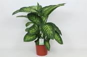 Dieffenbachia 'Tropic Snow' 24cm Pot, Height 90cm image