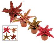 Cryptanthus (Earth Star) Mix in 6cm Pot image