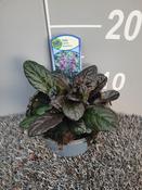Ajuga reptans 'Braunherz' (Bugle) 13cm Pot image