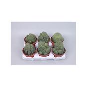 Rebutia nitida 13cm Pot image