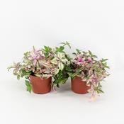 Tradescantia 'Quadricolor' in 12cm Pot image