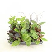 Hoya Mix in 6cm Pot image