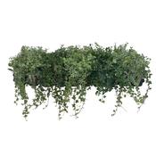 Hedera helix Ivy Mix 13cm Pot, 20-25cm Trails image