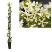 Trachelospermum jasminoides (Star Jasmine) 5 Litre Pot, Height 210cm image