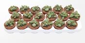 Adromischus 'Lime Drops' 8.5cm Pot image