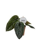 Anthurium radicans x luxurians 12cm Pot image