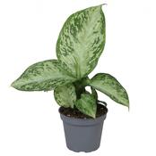 Dieffenbachia 'Tropic Snow' 6cm Pot image