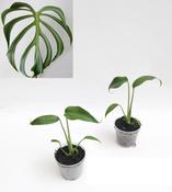 Monstera 'Burle Marx Flame' 12cm Pot image