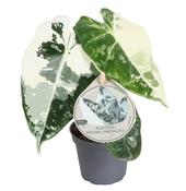 Alocasia 'Frydek' Variegata 9cm Pot, Height 20cm image