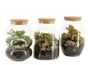 Esperit Terrarium Arrangement Mix in 12cm Glass Pot image