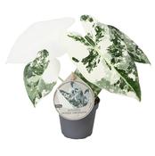 Alocasia 'Frydek' Variegated 6cm Pot image