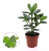 Clusia rosea 'Princess' (Autograph Tree) 12cm Pot image