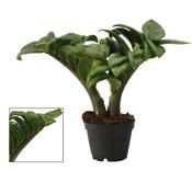Zamioculcas zamiifolia 'Zenzi' in 6cm Pot image