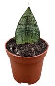 Sansevieria 'Ehrendel' 6cm Pot image