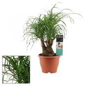 Beaucarnea recurvata (Ponytail Palm) 19cm Pot, Height 55cm Branched image
