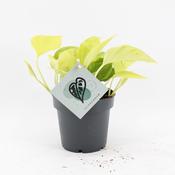 Epipremnum aureum 'Champs Élysées' 12cm Pot image