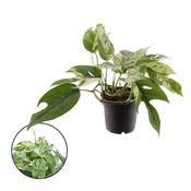 Epipremnum pinnatum (Scindapsus) 'Marble King' in 12cm Pot image