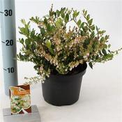 Gaulnettya 'Jingle Bells' 17cm Pot
