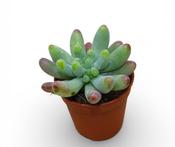 Graptosedum pachyphyllum 5.5cm Pot image