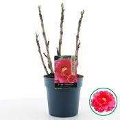 Paeonia suffruticosa 'Red' (Tree Peony) 19cm Pot image
