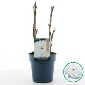 Paeonia suffruticosa 'White' (Tree Peony) 19cm Pot image