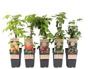 Rubus (Raspberry / Blackberry) Mix 2 Litre Pot image