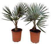 Bismarckia nobilis (Bismarck Palm) 21cm Pot image