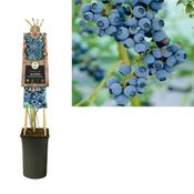 Vaccinium corymbosum 'Goldtraube 71' (Blueberry) 1.7L pot image