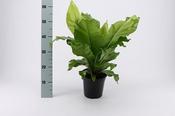 Asplenium nidus (Bird's Nest Fern) 17cm Pot image