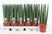 Sansevieria cylindrica (Snake Plant) Straight 12cm Pot image
