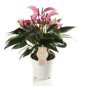 Anthurium 'Zizou' (Flamingo Plant) 12cm Pot image