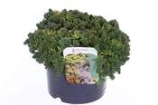 Sedum album 'Coral Carpet' 2 Litre Pot image