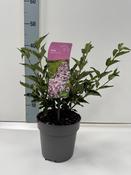 Syringa patula 'Miss Kim' (Lilac) 17cm Pot image