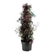 Jasminum polyanthum (Many-Flowered Jasmine) 'Passion Dark Pink' in 17cm Pot, Height 70cm image