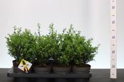 Ilex crenata 'Dark Green' (Japanese Holly) 14cm Pot image