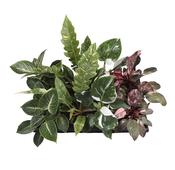 Philodendron Exclusive Mix 12cm Pot image