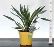 Yucca gloriosa 'Variegata' 3 Litre Pot image