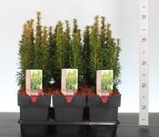 Taxus baccata 'David' (Yew) in 2 Litre Pot image