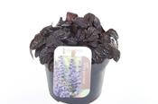 Ajuga reptans 'Black Scallop' (Bugle) 13cm Pot image