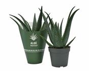 Aloe Medivera Equator 14cm Pot image