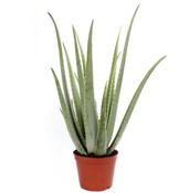 Aloe Vera Plant In 21cm Pot, Height 60cm image