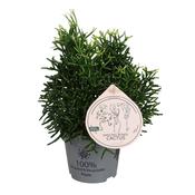 Hatiora bambusoides 12cm Pot image