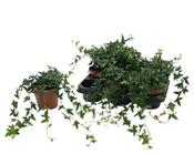 Hedera helix 'Shamrock' in 13cm Pot, 30cm Trails image