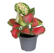 Aglaonema 'Rich Red' 6cm Pot image