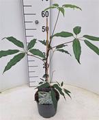 Schefflera alpina 'Mountain Gem' (Umbrella Plant) 2 Litre Pot image