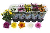 Chrysanthemum 'Double Mix' 12cm Pot image