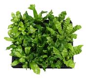 Asplenium Mix in 6cm Pot image